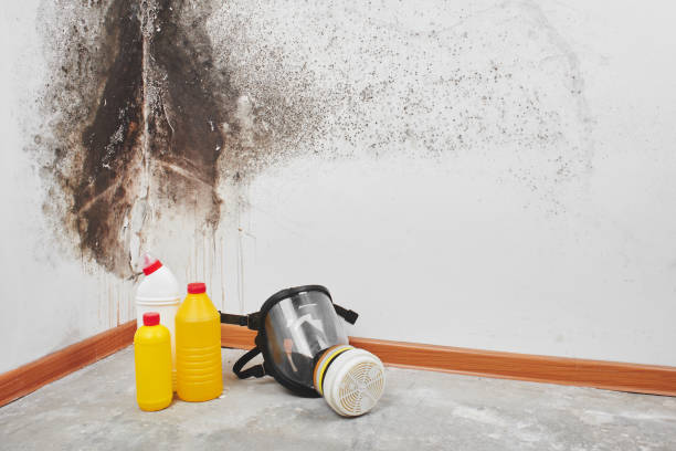 Best Attic Mold Remediation in Bagley, MN
