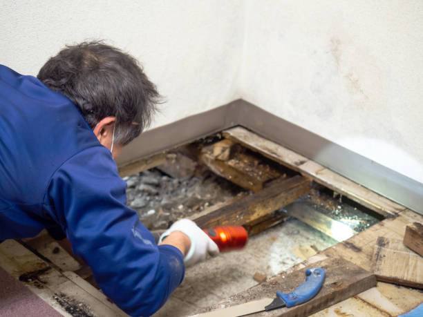 Best Emergency Mold Remediation in Bagley, MN