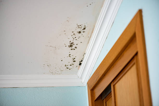 Best White Mold Remediation in Bagley, MN