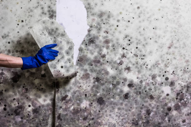 Best Health and Safety Mold Remediation in Bagley, MN